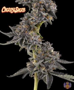 cherry sherb quarter