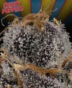 cherry poppers - closeup