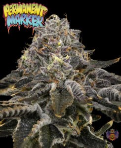 Permanent Marker Quarter