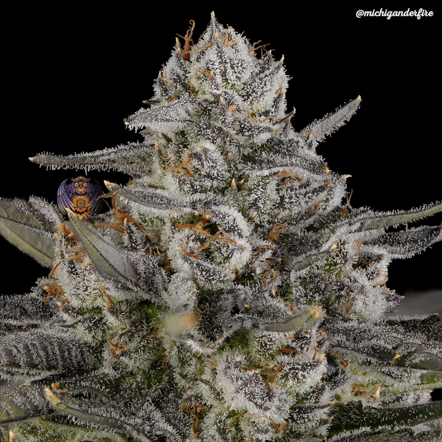 Michigander Fire View our Products | Michigander Fire | Michigan Craft Cannabis